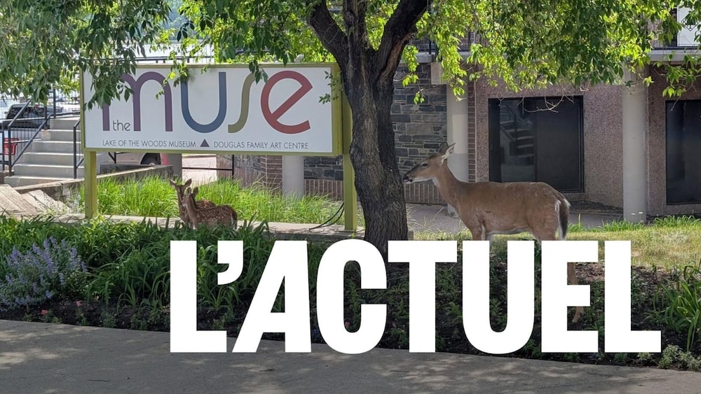 Deux biches sont devant un panneau qui indique "MUSE", un complexe à Kenora qui regroupe le musée Lake of The Woods ainsi que le Douglas Family Art Centre.