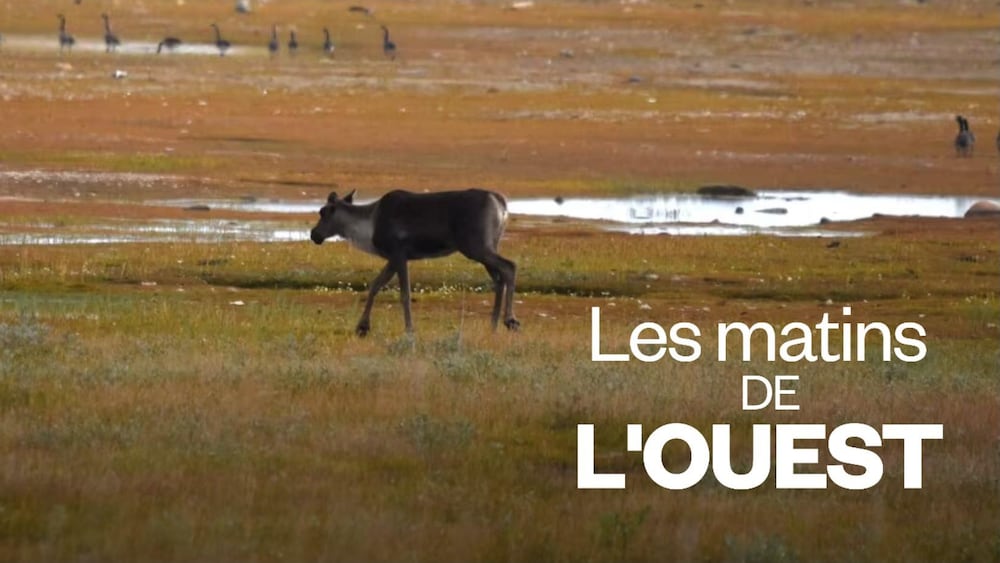 Un caribou solitaire traverse une tourbière.