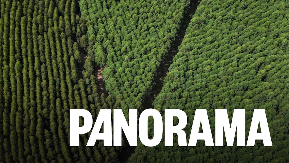 Une plantation d’eucalyptus, 28 mars 2025.