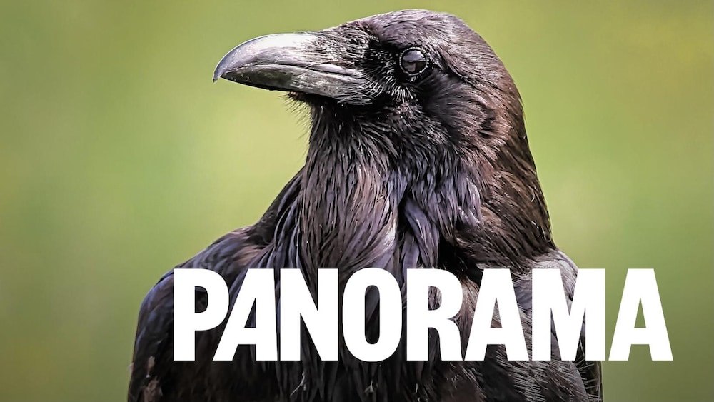 Gros plan sur un corbeau.