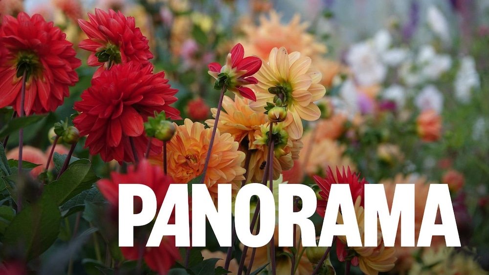 Des dizaines de dahlias photographiées en gros plan.