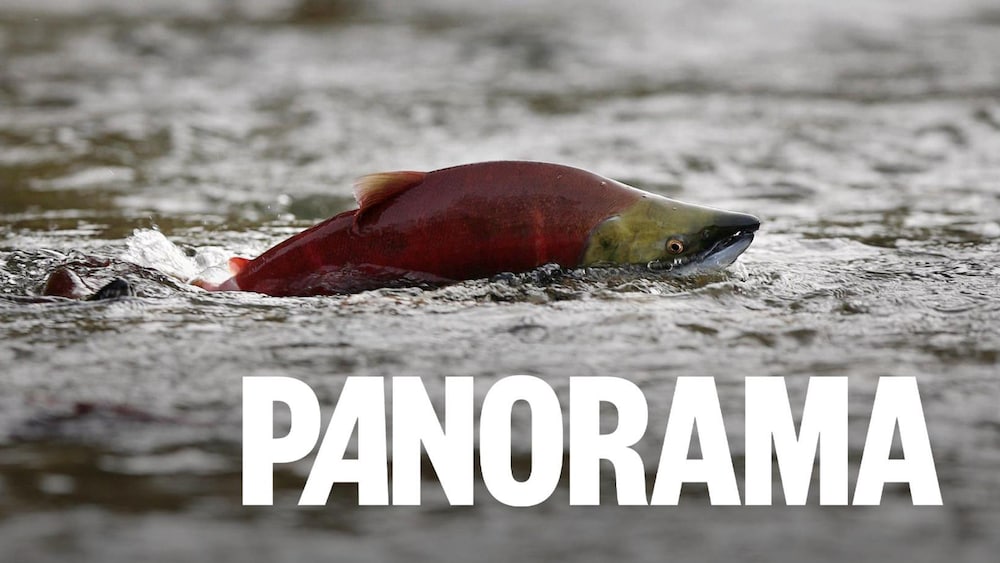 Un saumon saute à la surface de l'eau de la rivière Adams près de Chase, en Colombie-Britannique.