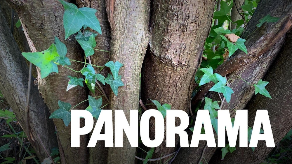 Le lierre anglais sur un arbre.