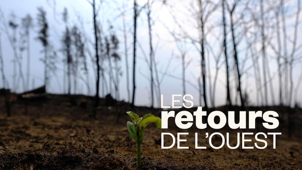 Une plante repousse au milieu d'une forêt dévastée par les feux près de Candle Lake, en Saskatchewan, le 9 juin 2025.