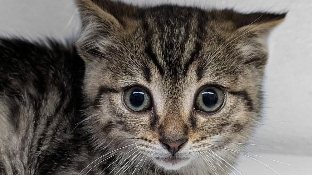 Un chat.