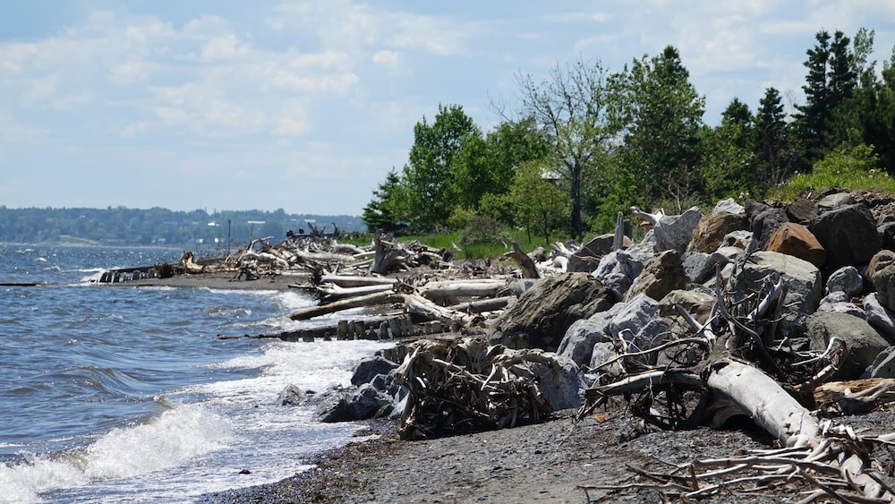 Les berges de Maria, où plusieurs arbres déracinés s'accumulent.