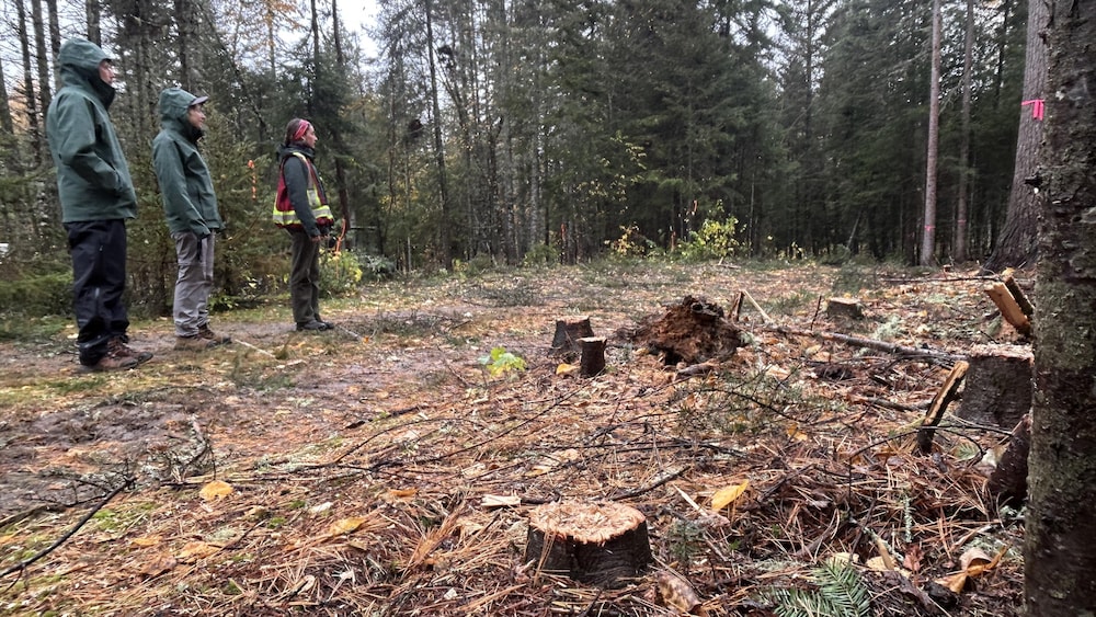 Des souches d'arbres se trouvent sur un des sites de camping. Les représentants de la Sépaq observe la forêt.