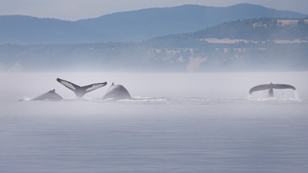 Des baleines nagent dans le Parc marin du Saguenay-Saint-Laurent près de Tadoussac.