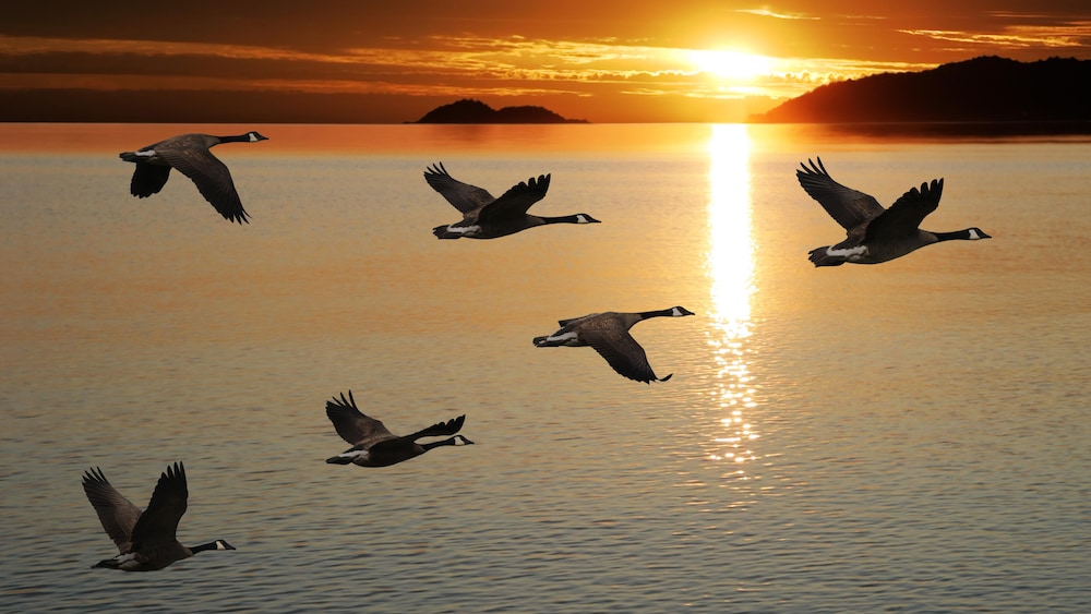 Des bernaches du Canada en vol devant un coucher de soleil.