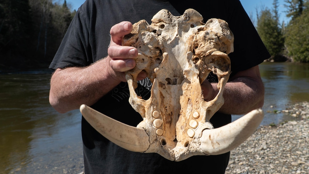 Gros plan sur l'intérieur d'un crâne de morse, avec les défenses intactes et les dents encore présentes, dans les mains d'un homme au bord de la rivière Matane.