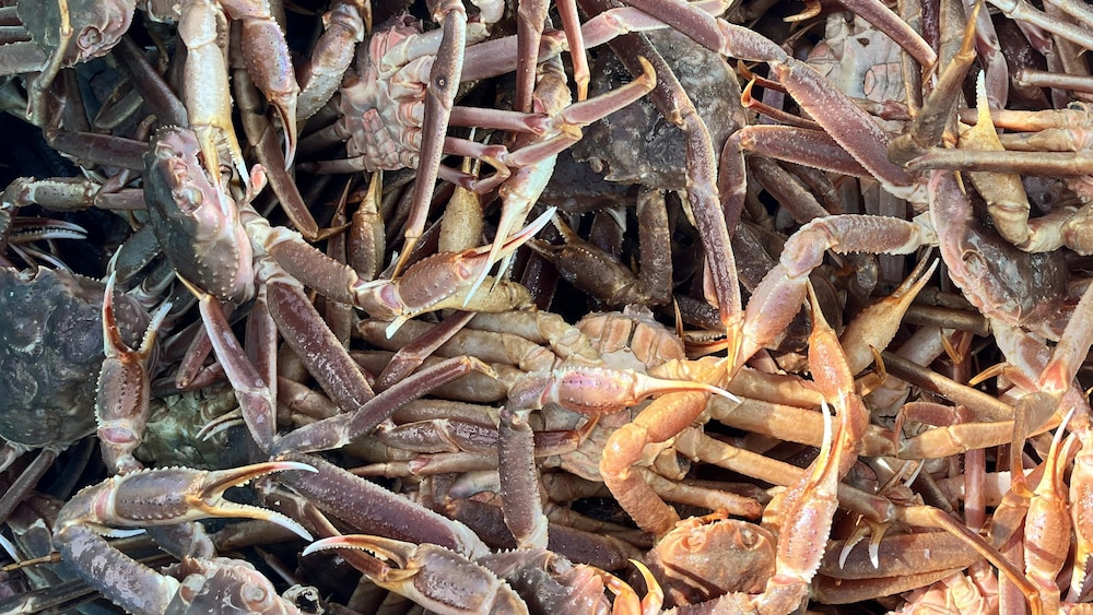 Des crabes dans une caisse. 