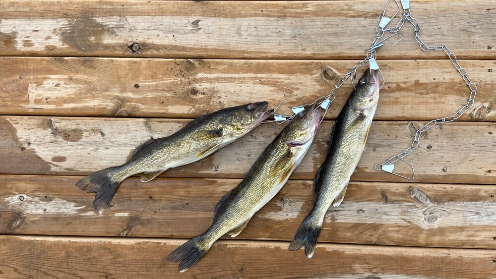 La saison de pêche au doré est bien lancée | OHdio | Radio-Canada
