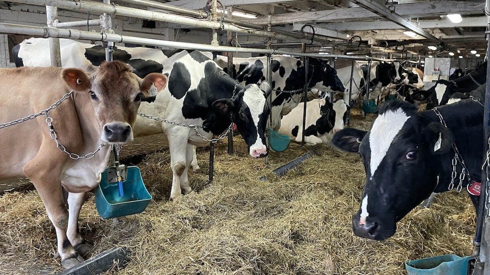 Un troupeau de vaches sont attachées dans l'étable de la ferme Flots Bleus de Rimouski. 