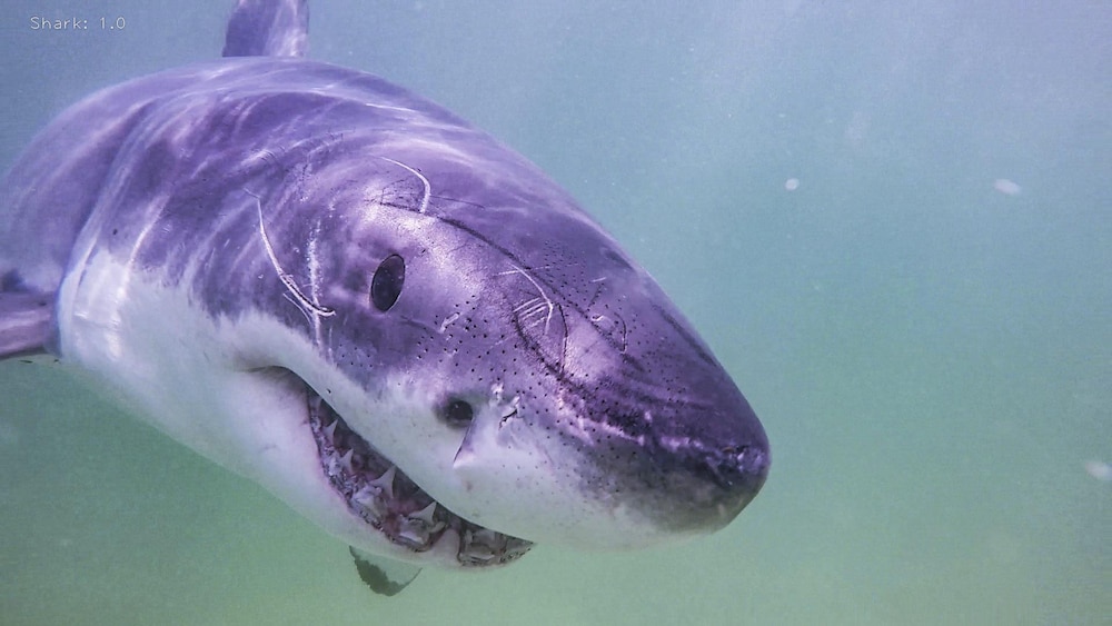 Un requin sous l'eau.