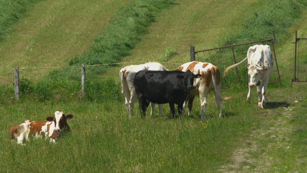 Vaches dans un pâturage.