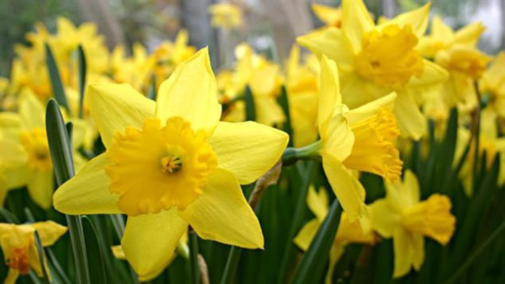 Parterre de jonquilles