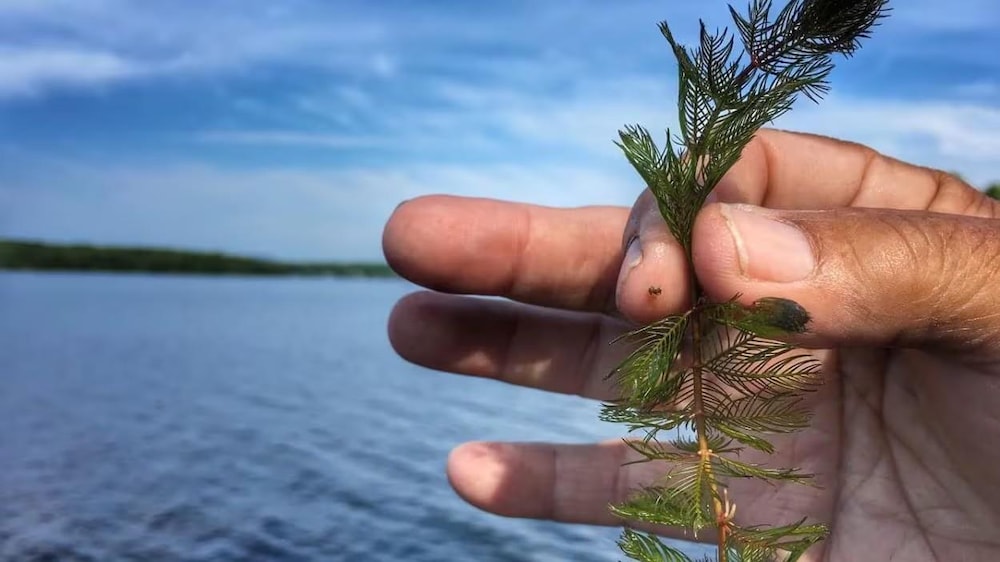 Une main tient un myriophylle en épi près d'un lac.