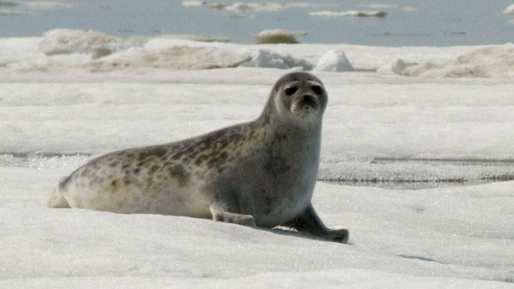 Chasse au phoque, qu’est-ce que la scienceen dit? | OHdio | Radio-Canada