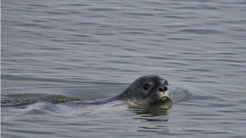 Un phoque nage dans l'eau.