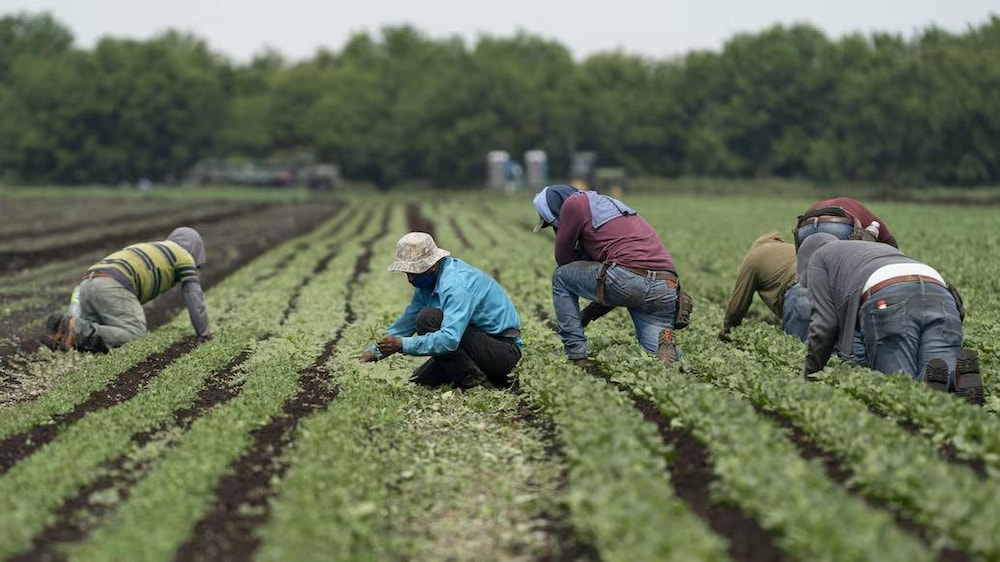 Des travailleurs étrangers dans un champ agricole.