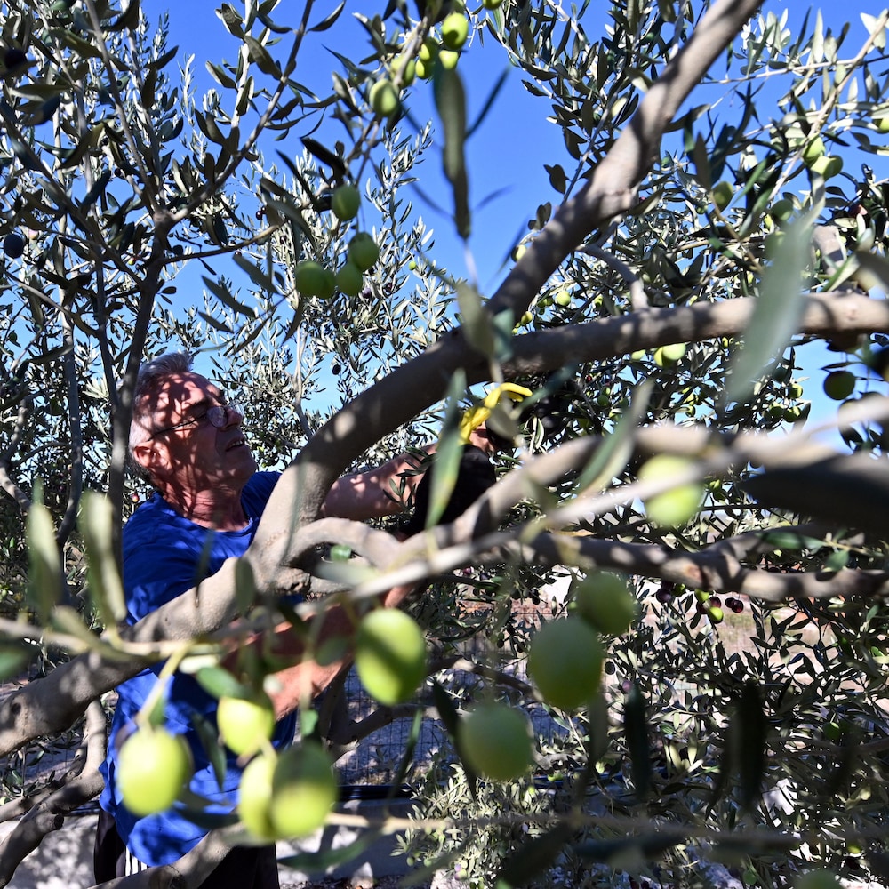 Un fermier cueille des olives.