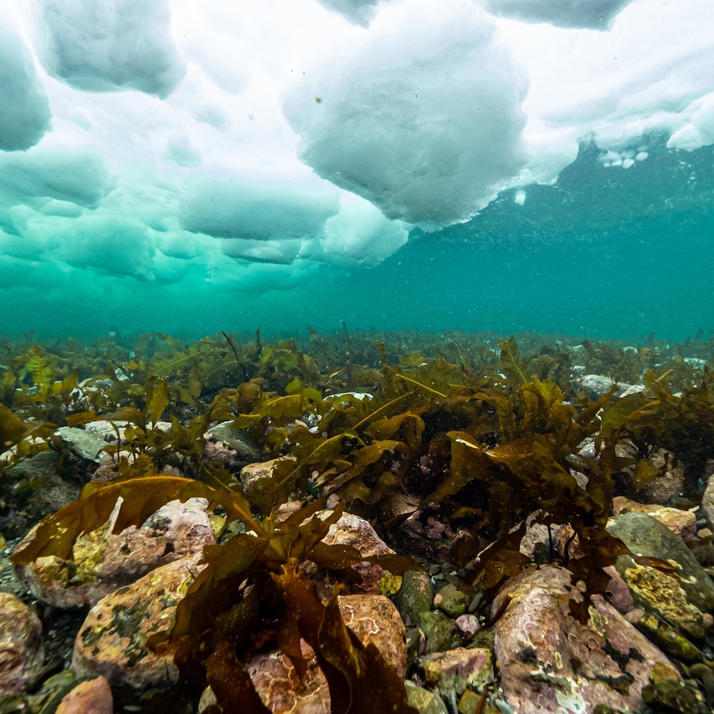 Des algues au fond de l'eau parmi des roches. Le couvert de glace est visible sous l'eau.