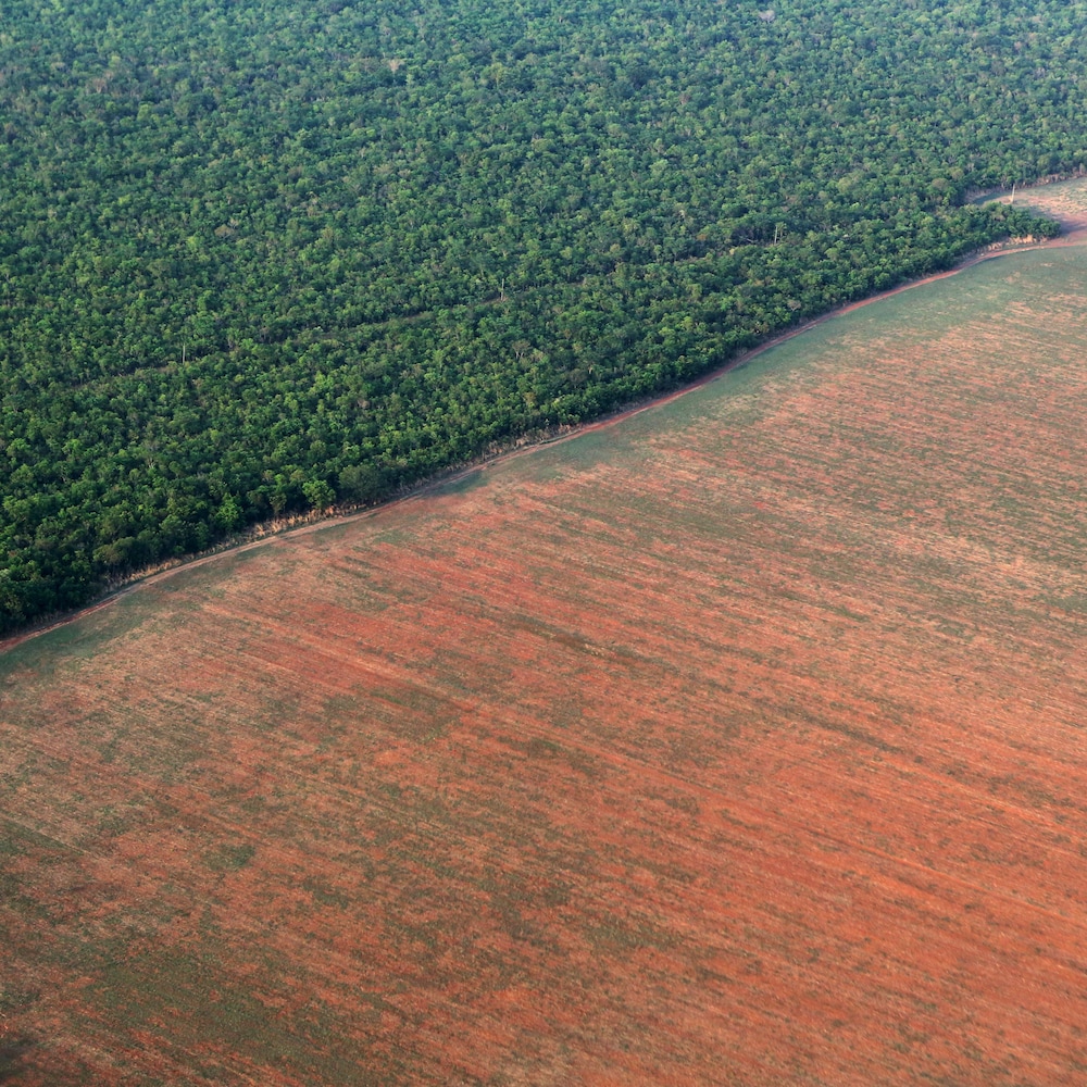 La forêt amazonienne bordée par des terres déboisées préparées pour la plantation de soja