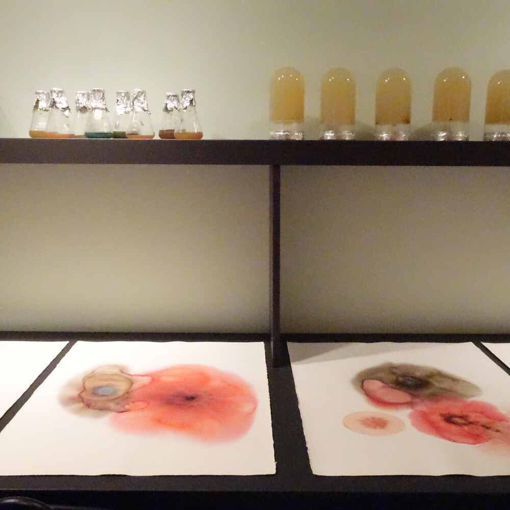 Grandes feuilles de papier étalées sur un bureau et recouvertes de pigments vivants de couleur rouge.