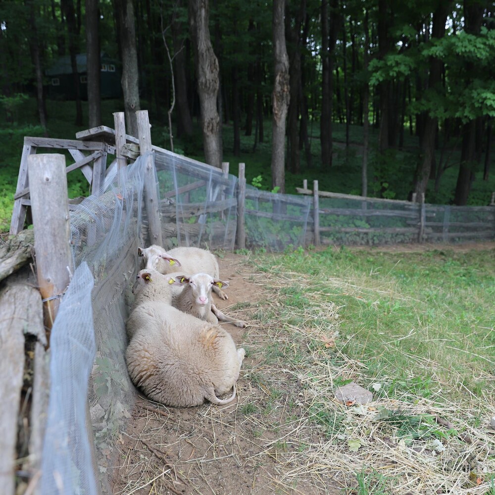Trois moutons sont couchés sur le bord d'une clôture.