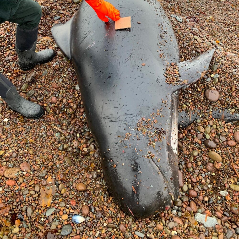 Une carcasse de dauphin-pilote sur la plage.
