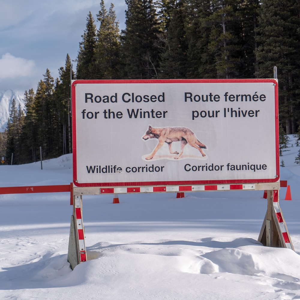 Une grande affiche plantée dans la neige en forêt indique que la route est fermée pour l'hiver. Corridor faunique. On y voit l'image d'un loup. 

