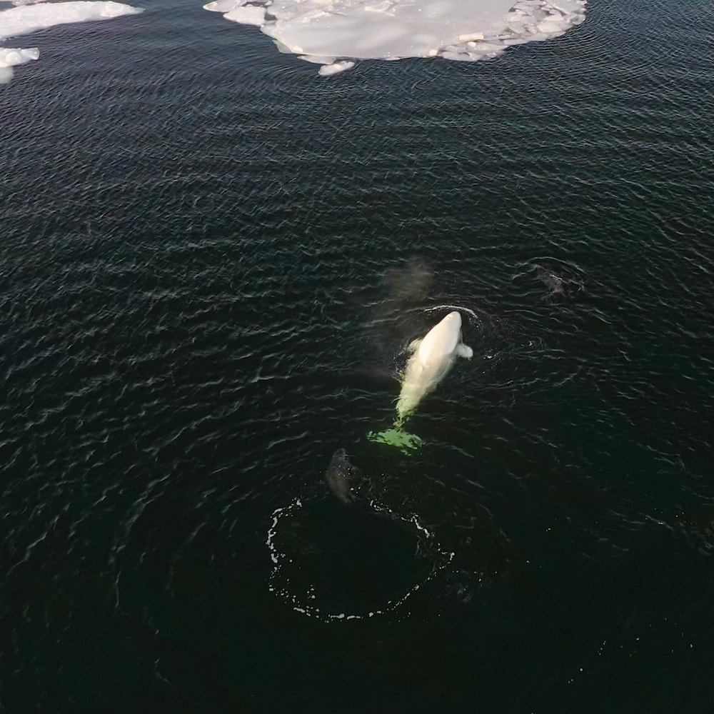 Un béluga nage près d'une plaque de glace à la surface de l'eau.