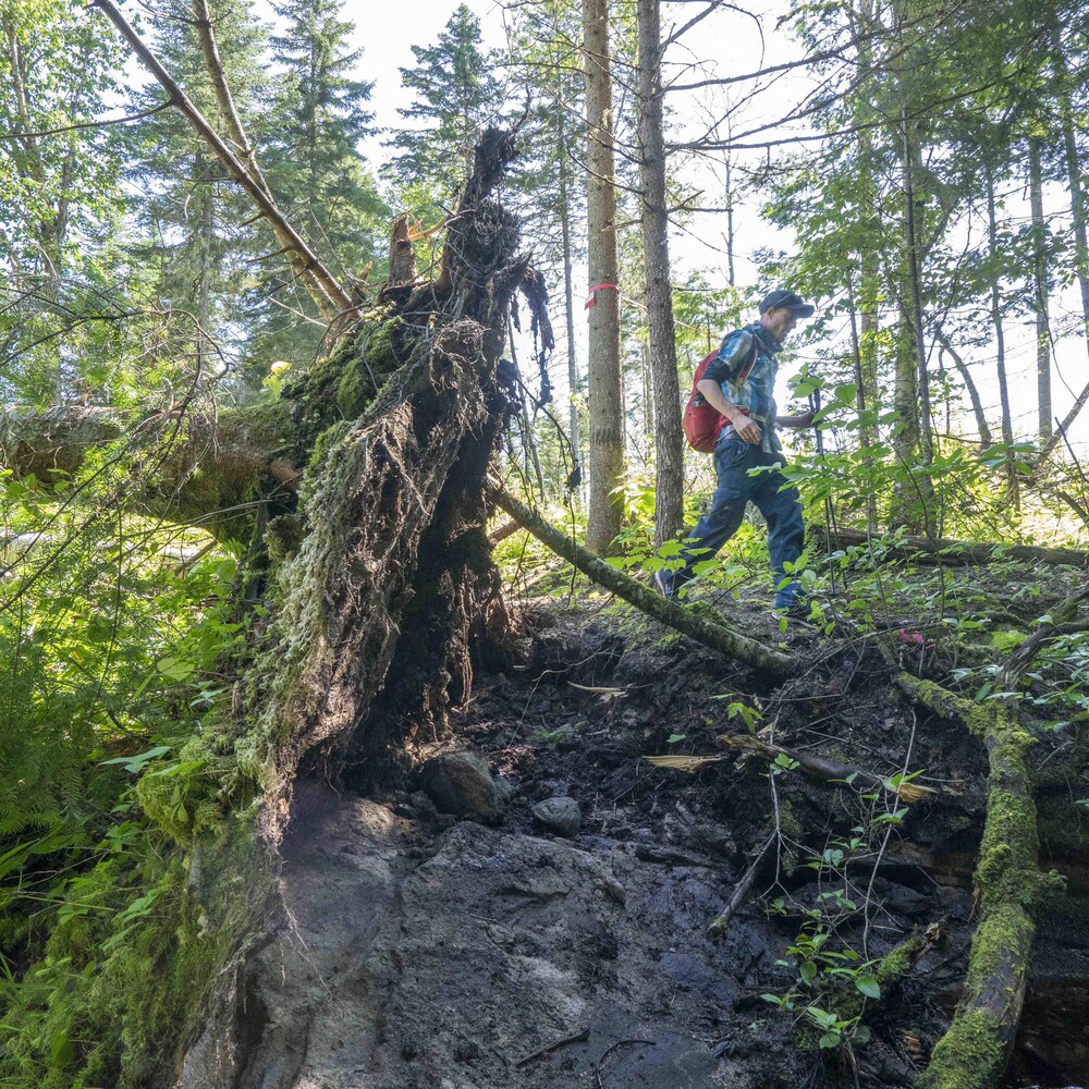 Un bénévole sur le sentier Mistikush où des arbres ont été déracinés par les violentes tempêtes du mois de mai.