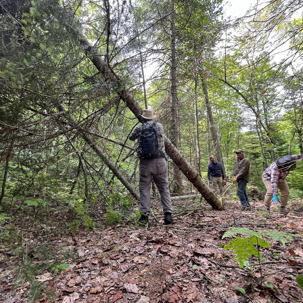Des bénévoles du groupe La Nature d'Alexis dégagent des arbres dangereux dans la réserve faunique Mastigouche.