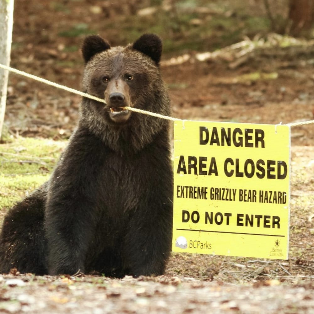 Un ours à BC Parks mordille la corde d'une enseigne qui avertit d'une zone de danger  étant donnée la présence de grizzly.