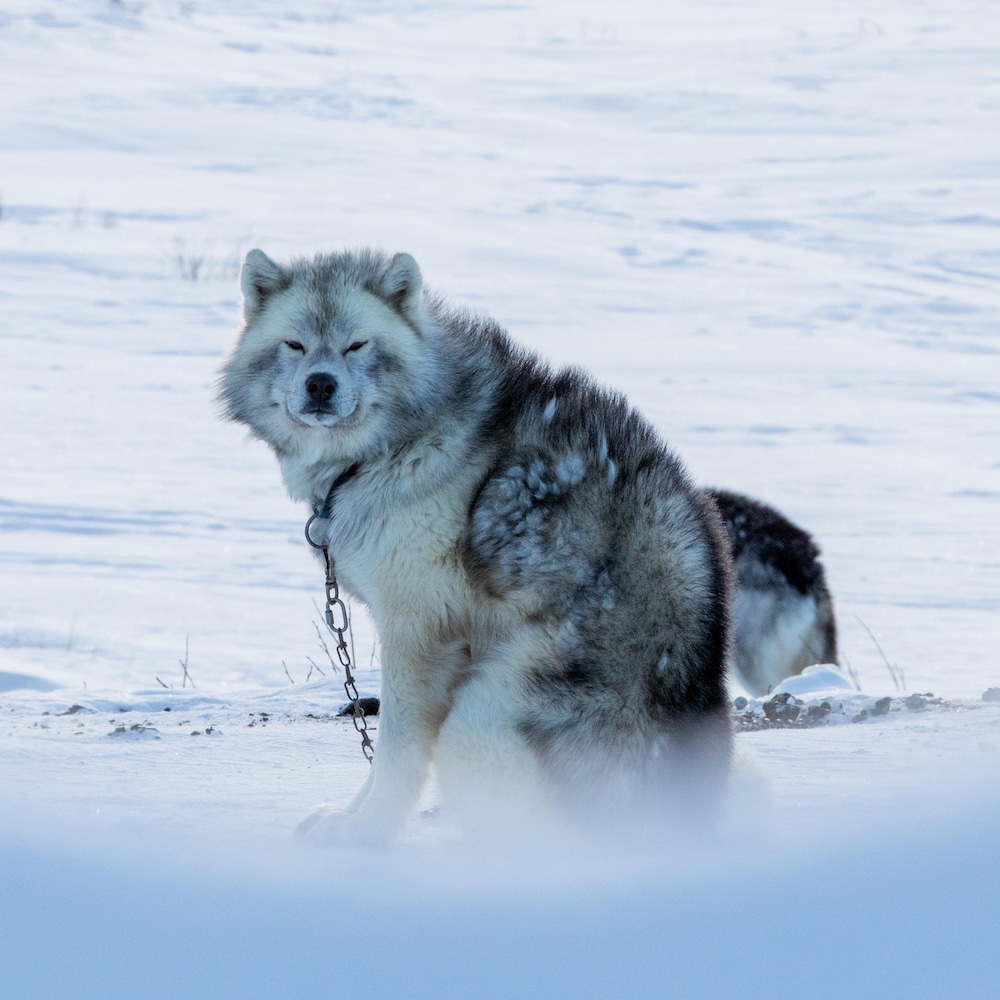 Un chien dans la neige.