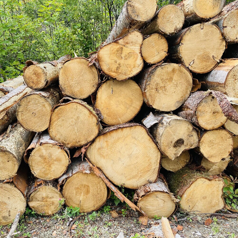 Une pile de billots de bois.