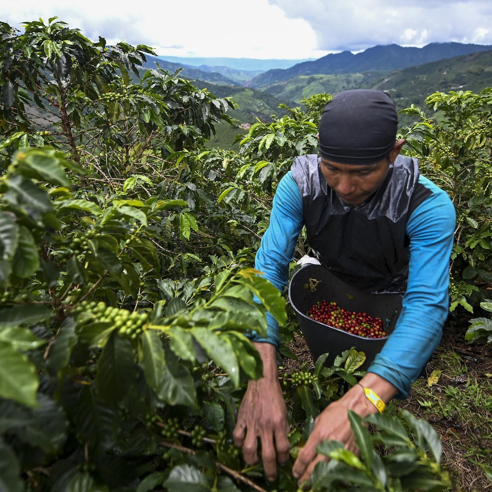 Un homme cueille les cerises du caféier.