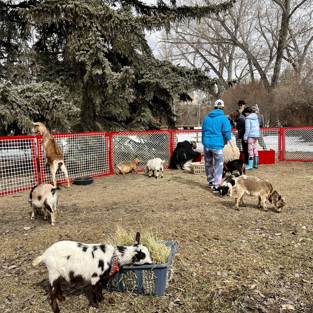 Les gens se promènent et caressent des animaux de ferme dans un espace clos à l'extérieur.