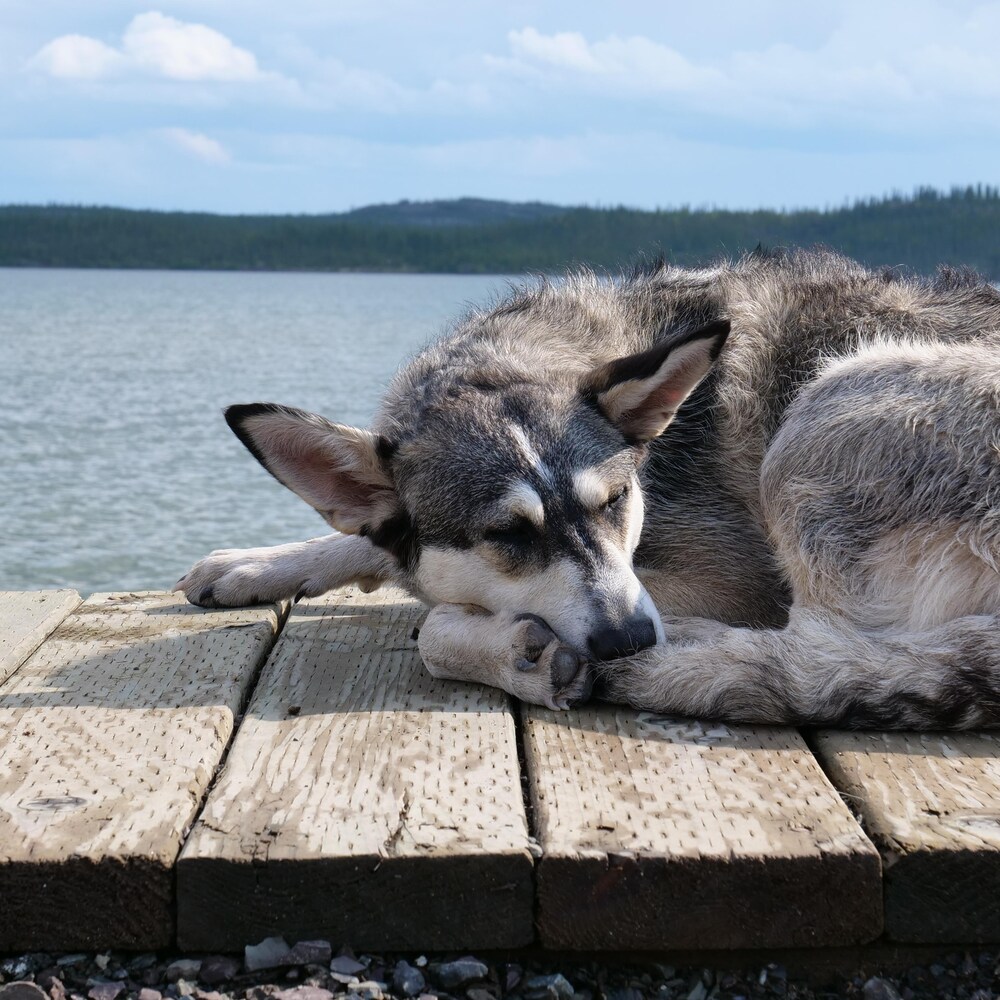 Un chien couché sur un quai. 