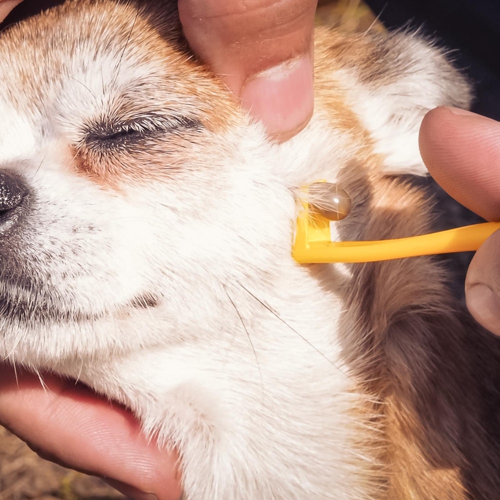 Un propriétaire retire une tique qui a piqué la peau de son chihuahua à l'aide d'un crochet.