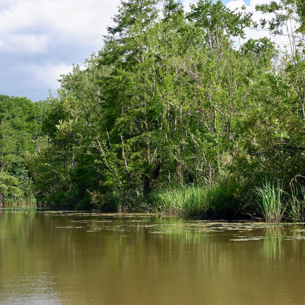 La rivière Mobile, entourée de bayous, où l’épave du Clotilda a été retrouvée.