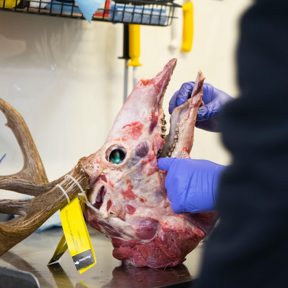 Un crâne de cerf examiné par une personne.