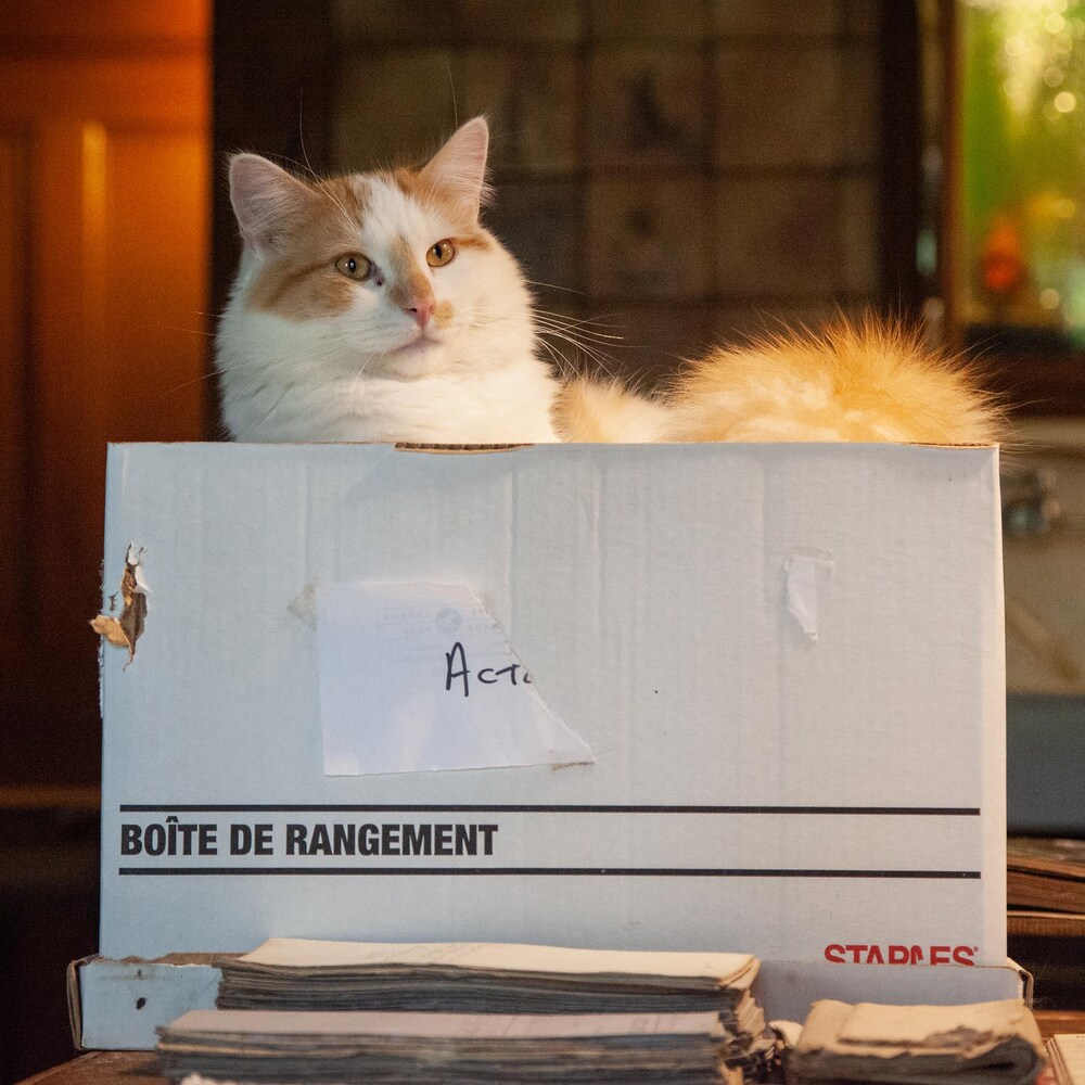 Vanille, un chat à poil mi-long blanc et roux, est couché fièrement sur le dessus d'une boîte d'archives pleine