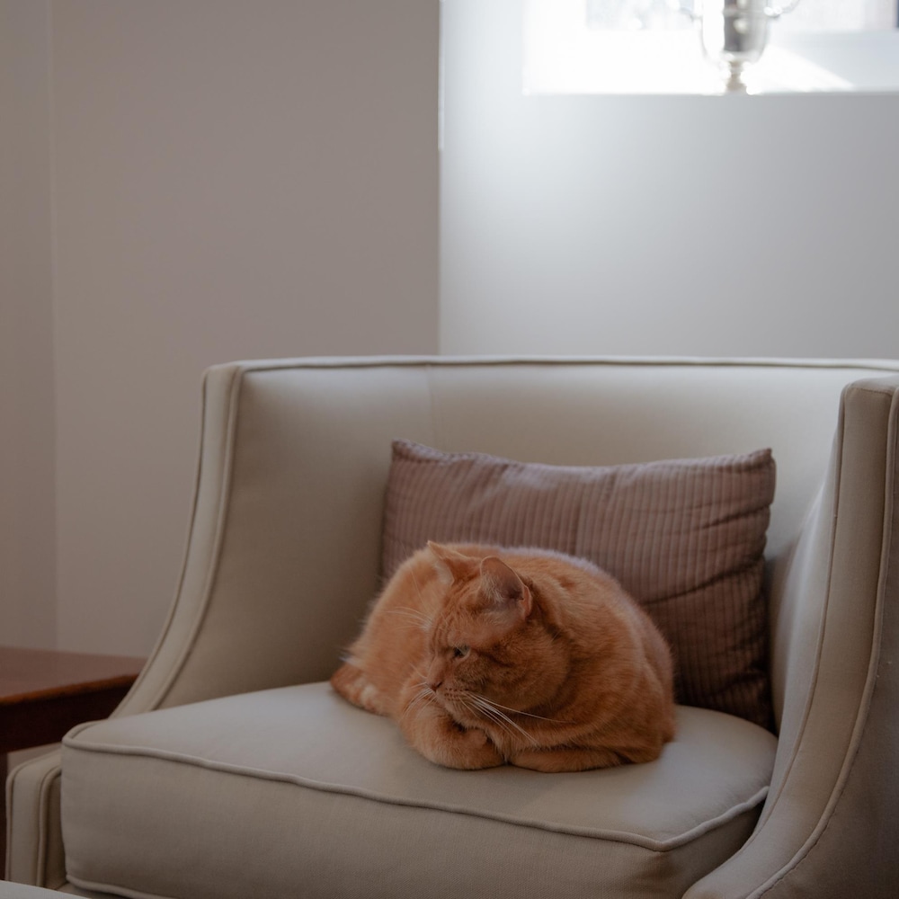Thomas, un chat roux, est installé sur un fauteuil beige