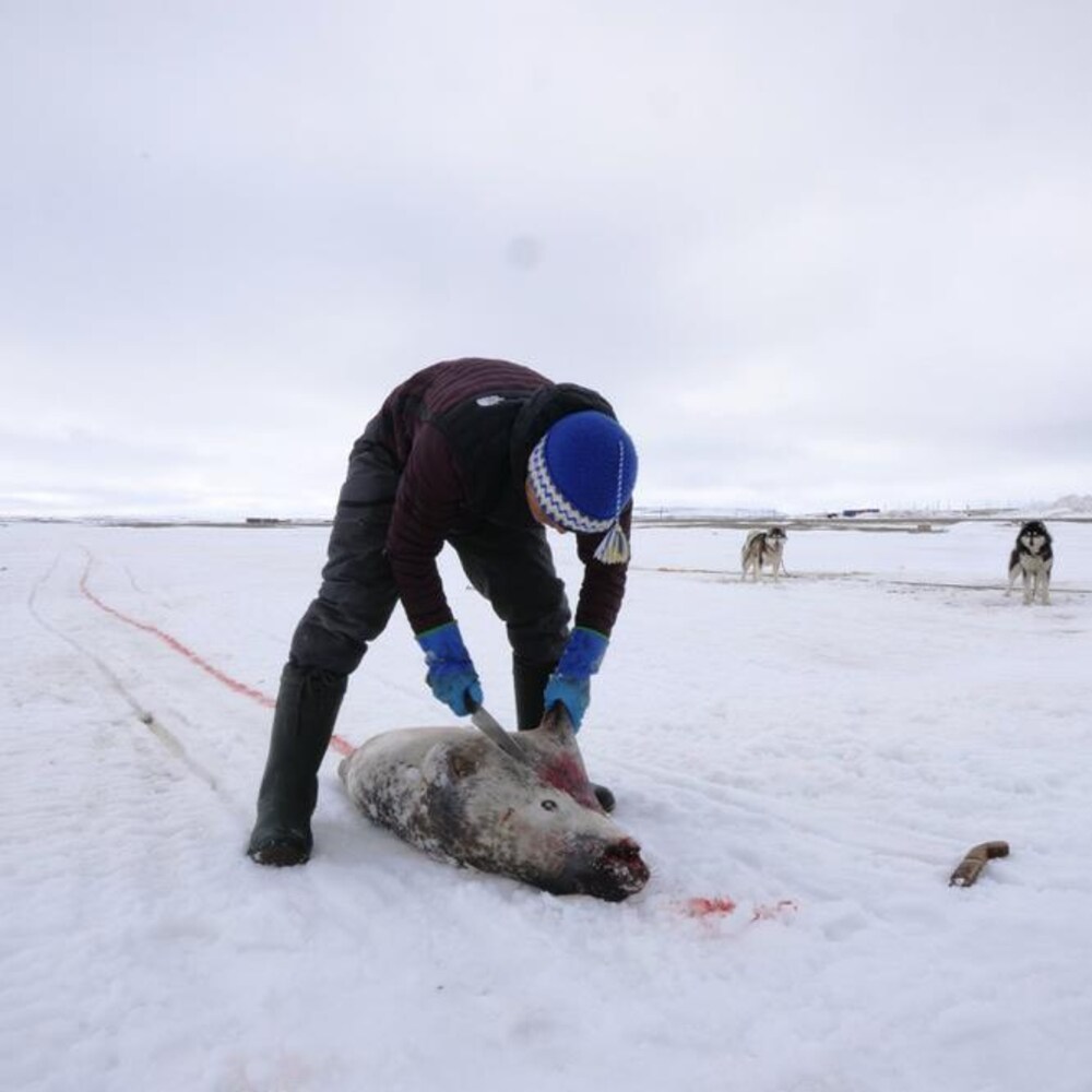 Devon en train de découper un phoque sur la banquise, au mois de juin près de Resolute Bay, dans le nord du Nunavut.
