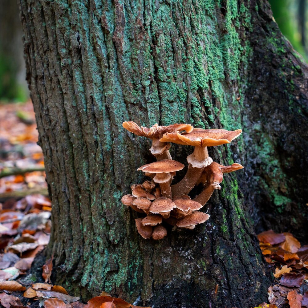 Des champignons sur un arbre
