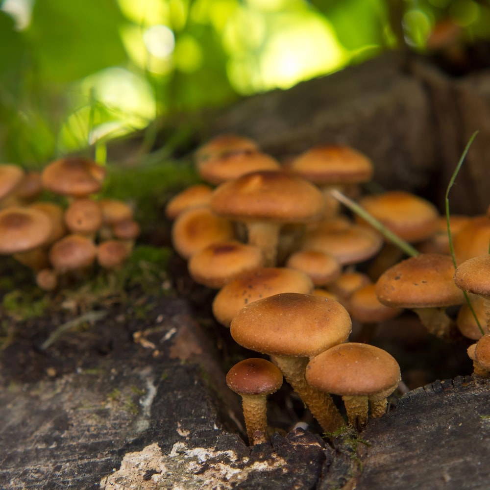 Des champignons sur un arbre