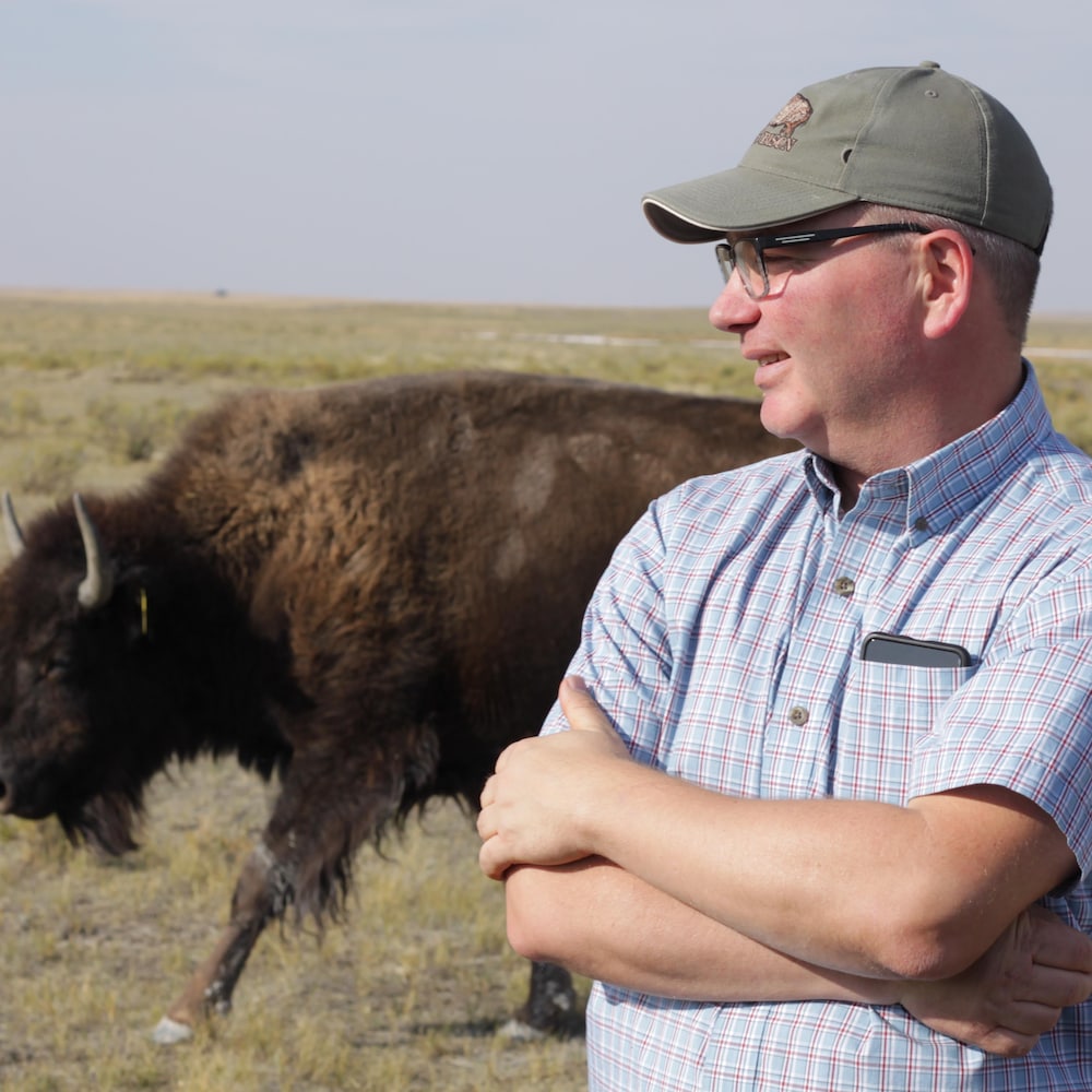Merek dans un champ avec un bison