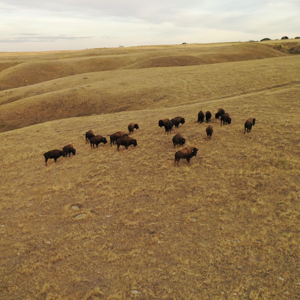 Des bisons dans un champ